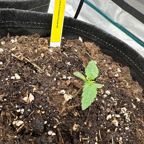 Tropicana Cookies Purple #2 growlog timeline photo