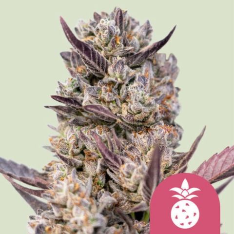 Tropicana Cookies Purple #1 growlog timeline photo
