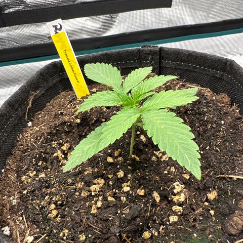 Tropicana Cookies Purple #1 growlog timeline photo