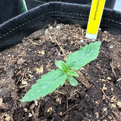 Tropicana Cookies Purple #2 growlog timeline photo
