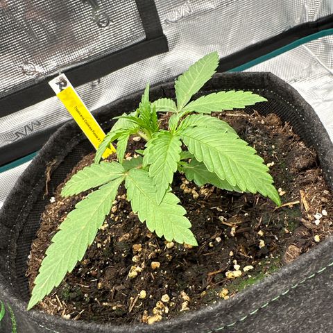 Tropicana Cookies Purple #1 growlog timeline photo