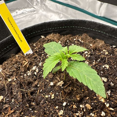 Tropicana Cookies Purple #2 growlog timeline photo