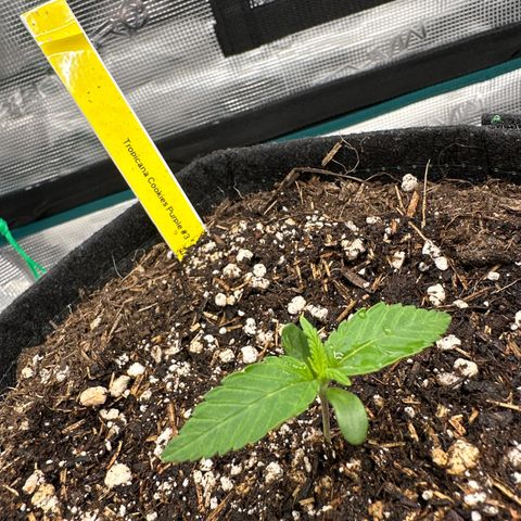 Tropicana Cookies Purple #3 growlog timeline photo