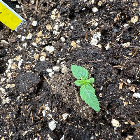 Tropicana Cookies Purple #4 growlog timeline photo