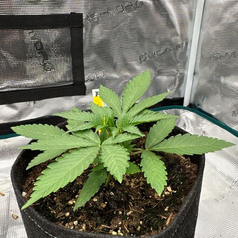 Tropicana Cookies Purple #1 growlog timeline photo