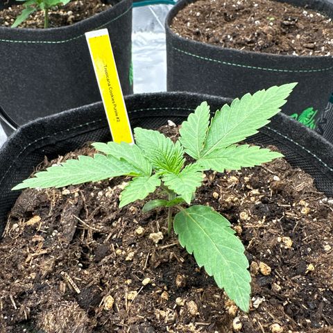Tropicana Cookies Purple #2 growlog timeline photo