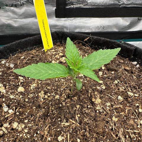 Tropicana Cookies Purple #3 growlog timeline photo
