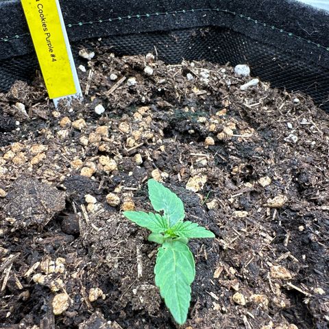 Tropicana Cookies Purple #4 growlog photo: Sieht nach einer kleinen Fehlbildung im ersten Blattpaar aus, erstmal abwarten und weiter beobachten 