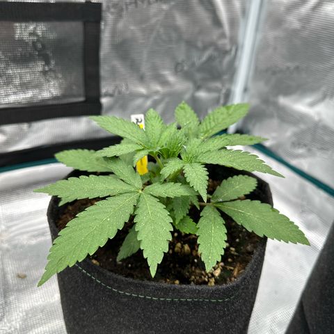 Tropicana Cookies Purple #1 growlog timeline photo