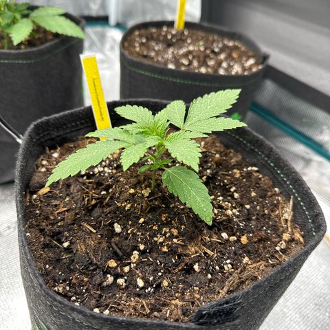 Tropicana Cookies Purple #2 growlog timeline photo