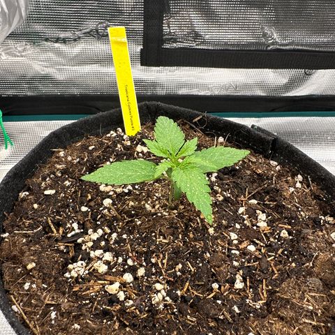 Tropicana Cookies Purple #3 growlog timeline photo