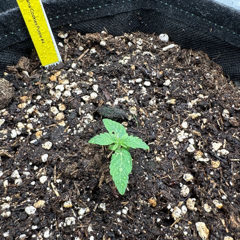Tropicana Cookies Purple #4 growlog timeline photo