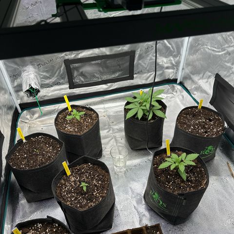 Tropicana Cookies Purple #4 growlog timeline photo