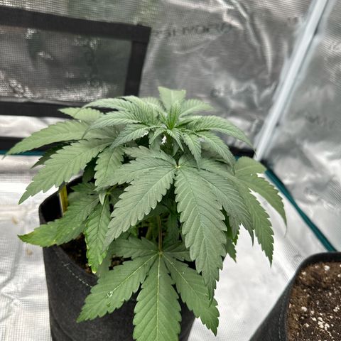 Tropicana Cookies Purple #1 growlog timeline photo