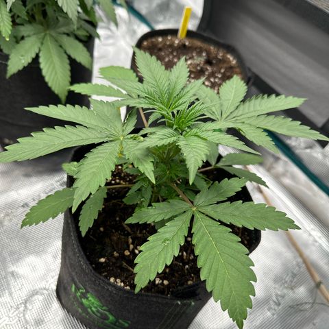 Tropicana Cookies Purple #2 growlog timeline photo