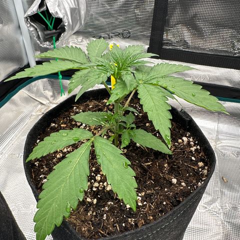 Tropicana Cookies Purple #3 growlog timeline photo