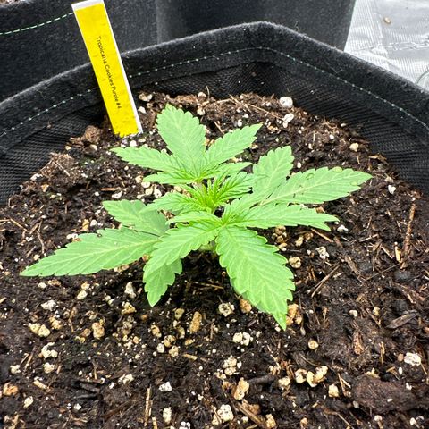 Tropicana Cookies Purple #4 growlog timeline photo