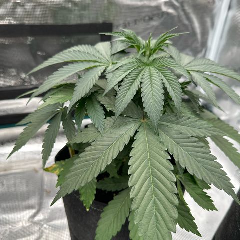 Tropicana Cookies Purple #1 growlog timeline photo