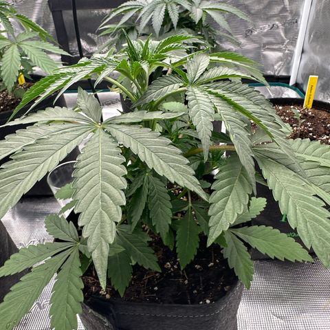 Tropicana Cookies Purple #2 growlog timeline photo