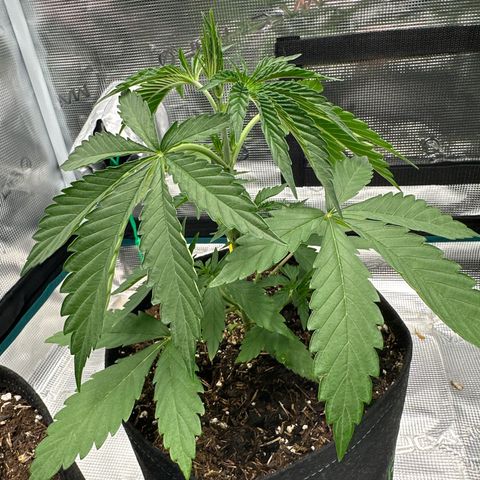 Tropicana Cookies Purple #3 growlog timeline photo