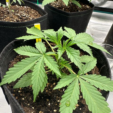 Tropicana Cookies Purple #4 growlog timeline photo