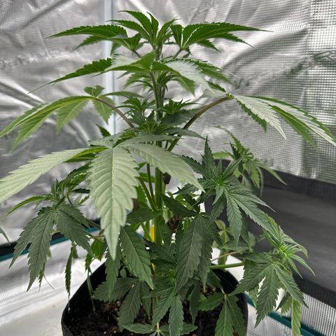 Tropicana Cookies Purple #2 growlog photo: LST
