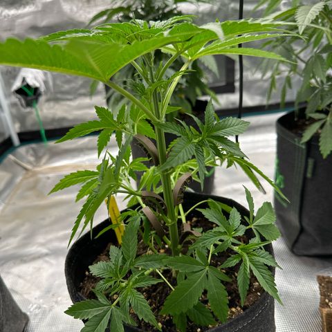 Tropicana Cookies Purple #4 growlog photo: LST