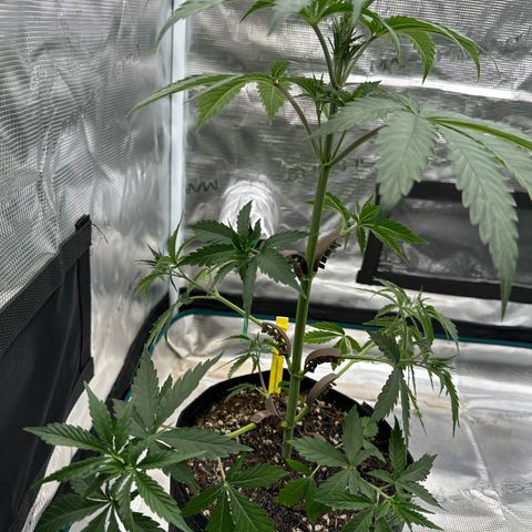 Tropicana Cookies Purple #3 growlog photo: LST