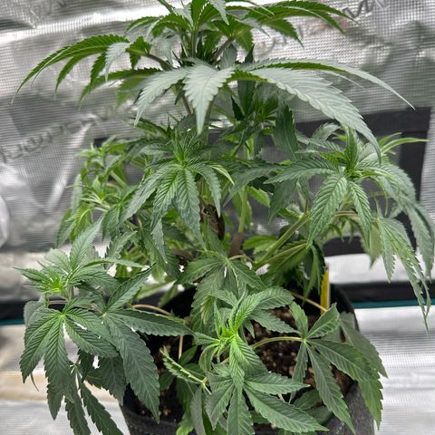 Tropicana Cookies Purple #1 growlog photo: LST