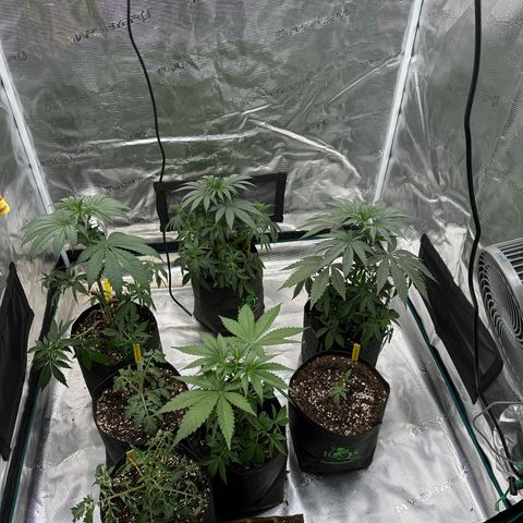 Tropicana Cookies Purple #4 growlog timeline photo