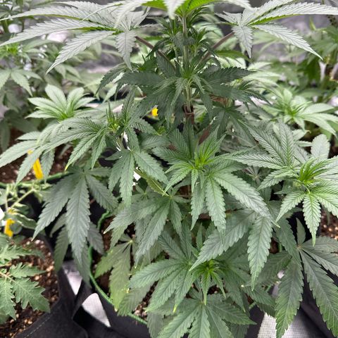 Tropicana Cookies Purple #1 growlog timeline photo
