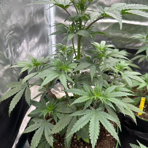 Tropicana Cookies Purple #2 growlog timeline photo