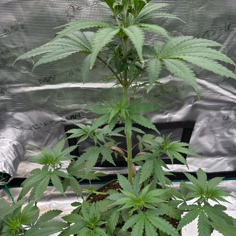 Tropicana Cookies Purple #3 growlog timeline photo