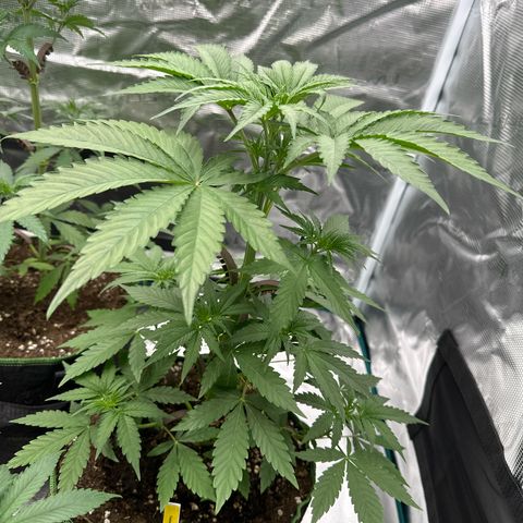 Tropicana Cookies Purple #4 growlog timeline photo