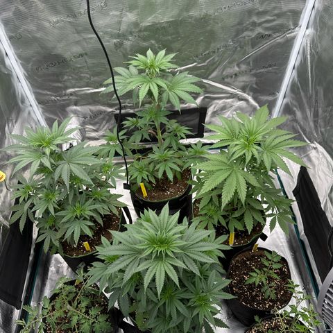 Tropicana Cookies Purple #4 growlog timeline photo