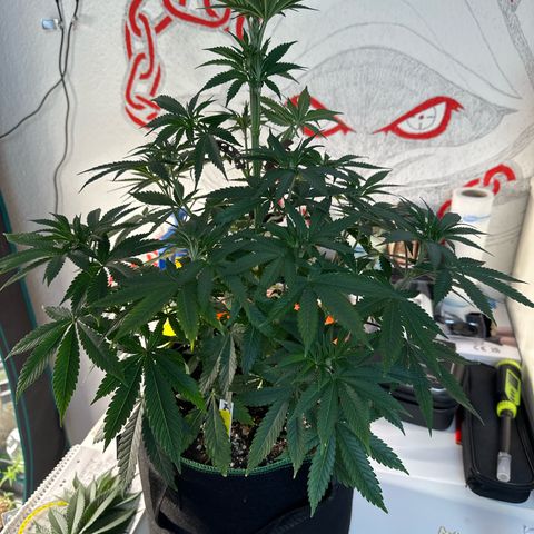 Tropicana Cookies Purple #1 growlog timeline photo