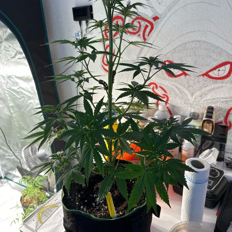 Tropicana Cookies Purple #4 growlog timeline photo