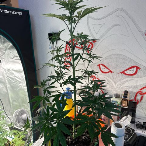 Tropicana Cookies Purple #3 growlog timeline photo