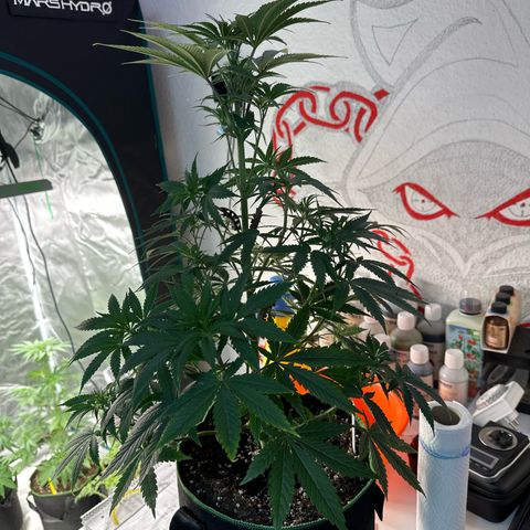Tropicana Cookies Purple #2 growlog timeline photo