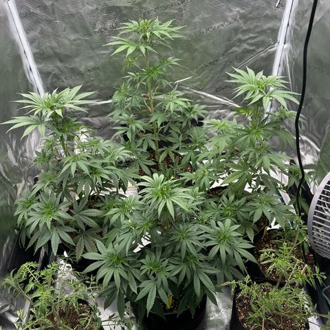 Tropicana Cookies Purple #4 growlog timeline photo
