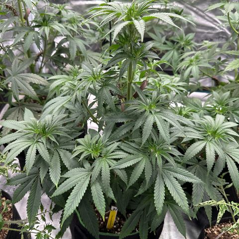 Tropicana Cookies Purple #1 growlog timeline photo