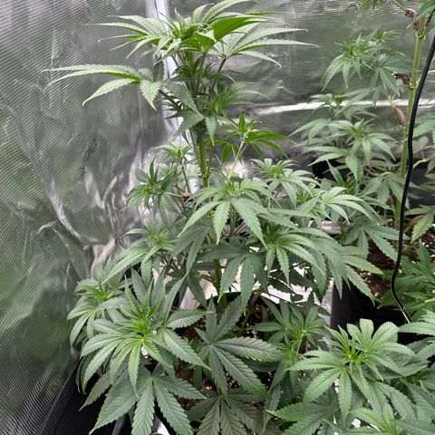 Tropicana Cookies Purple #2 growlog timeline photo