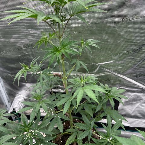 Tropicana Cookies Purple #3 growlog timeline photo