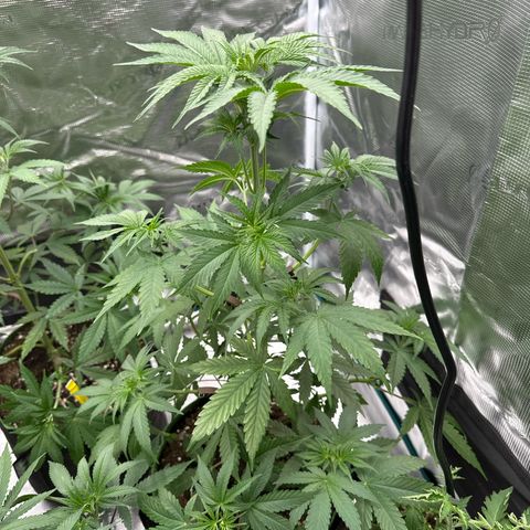 Tropicana Cookies Purple #4 growlog timeline photo