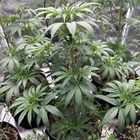 Tropicana Cookies Purple #1 growlog timeline photo