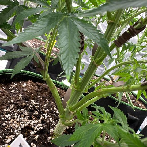 Tropicana Cookies Purple #1 growlog timeline photo