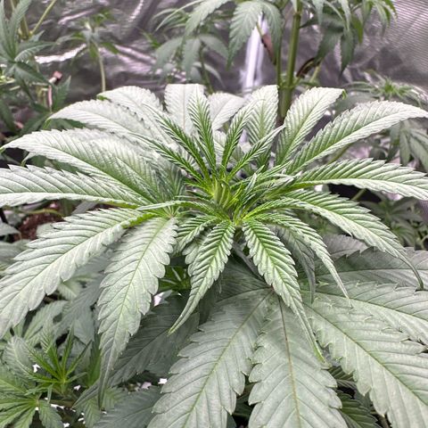 Tropicana Cookies Purple #1 growlog timeline photo