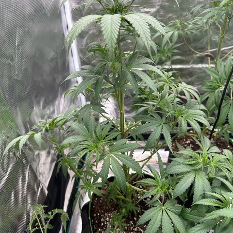 Tropicana Cookies Purple #2 growlog timeline photo