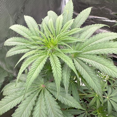 Tropicana Cookies Purple #2 growlog timeline photo