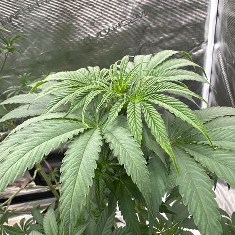 Tropicana Cookies Purple #4 growlog timeline photo